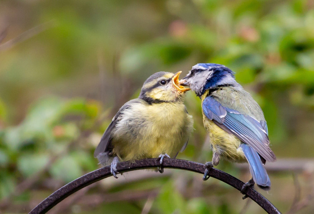 What to feed wild birds in the summer?