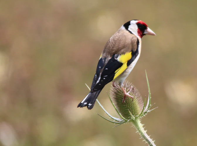 Wild Bird Guide -  Goldfinches: 4 top tips to attract them to your garden.