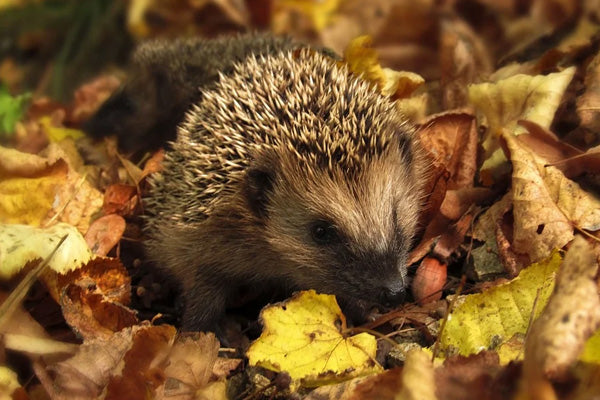 When do Hedgehogs Hibernate?