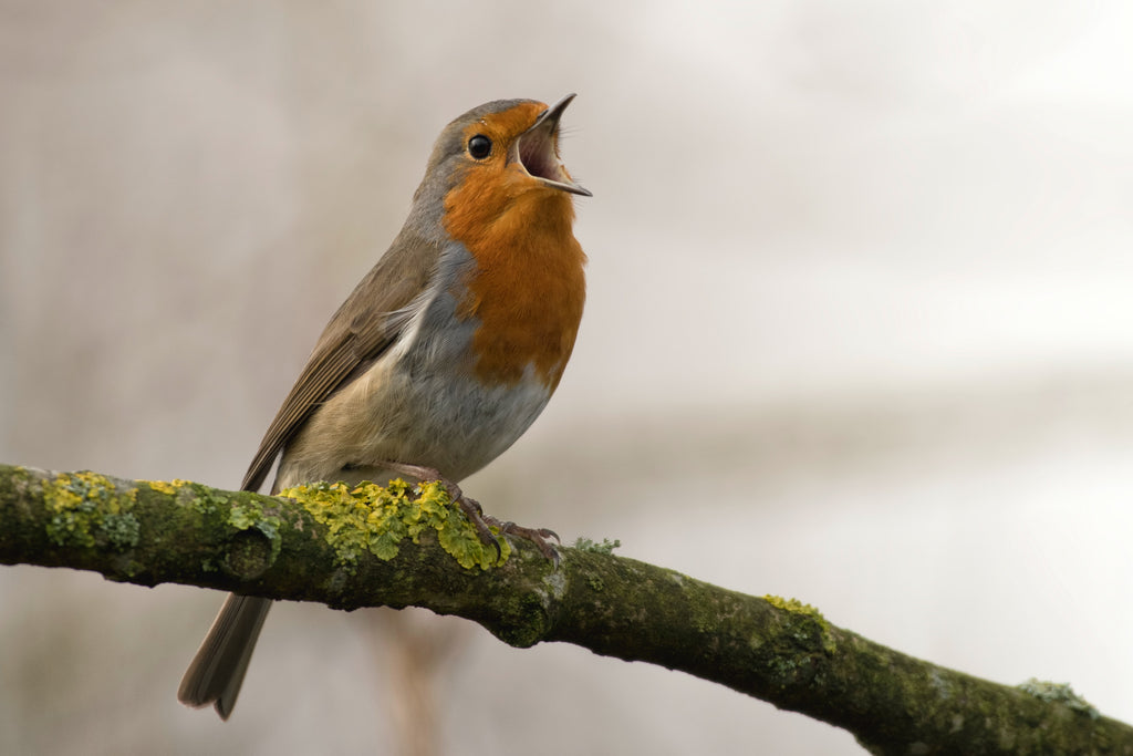 Winter Birds in Britain and bringing them into your garden.