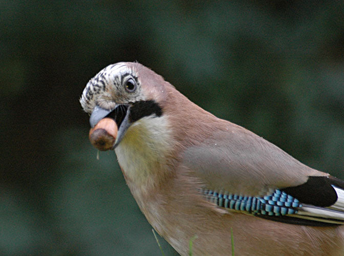 How to Attract Jays into your Garden