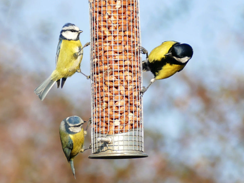 5 things you should know about feeding peanuts to wild birds