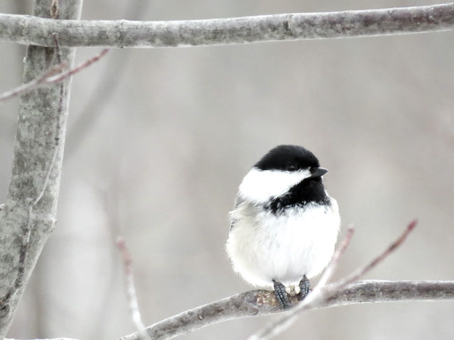 What to feed wild birds in the winter