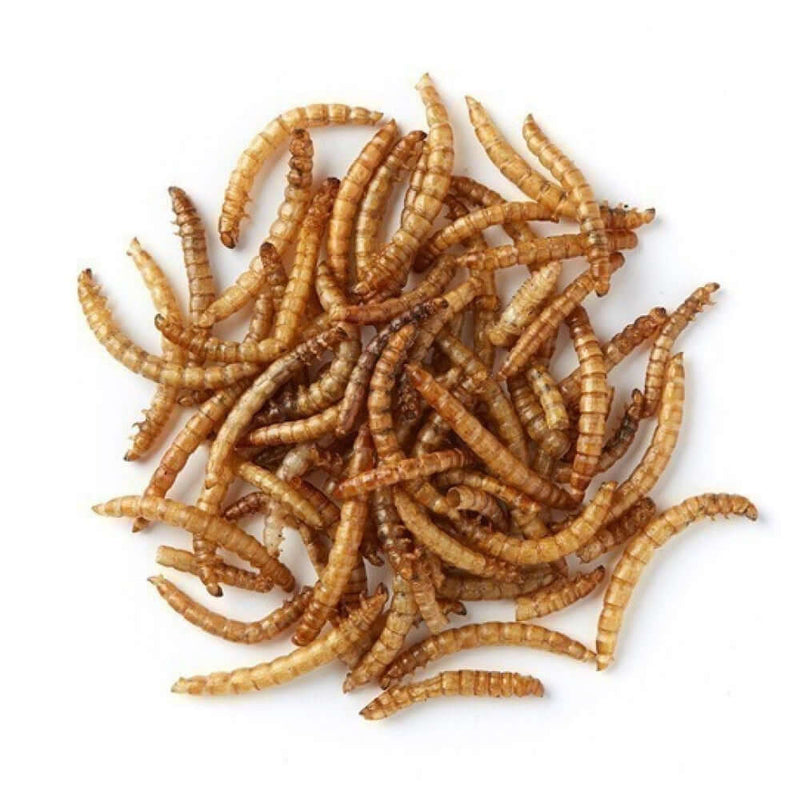 Photo of Extra Select Mealworms in a pile